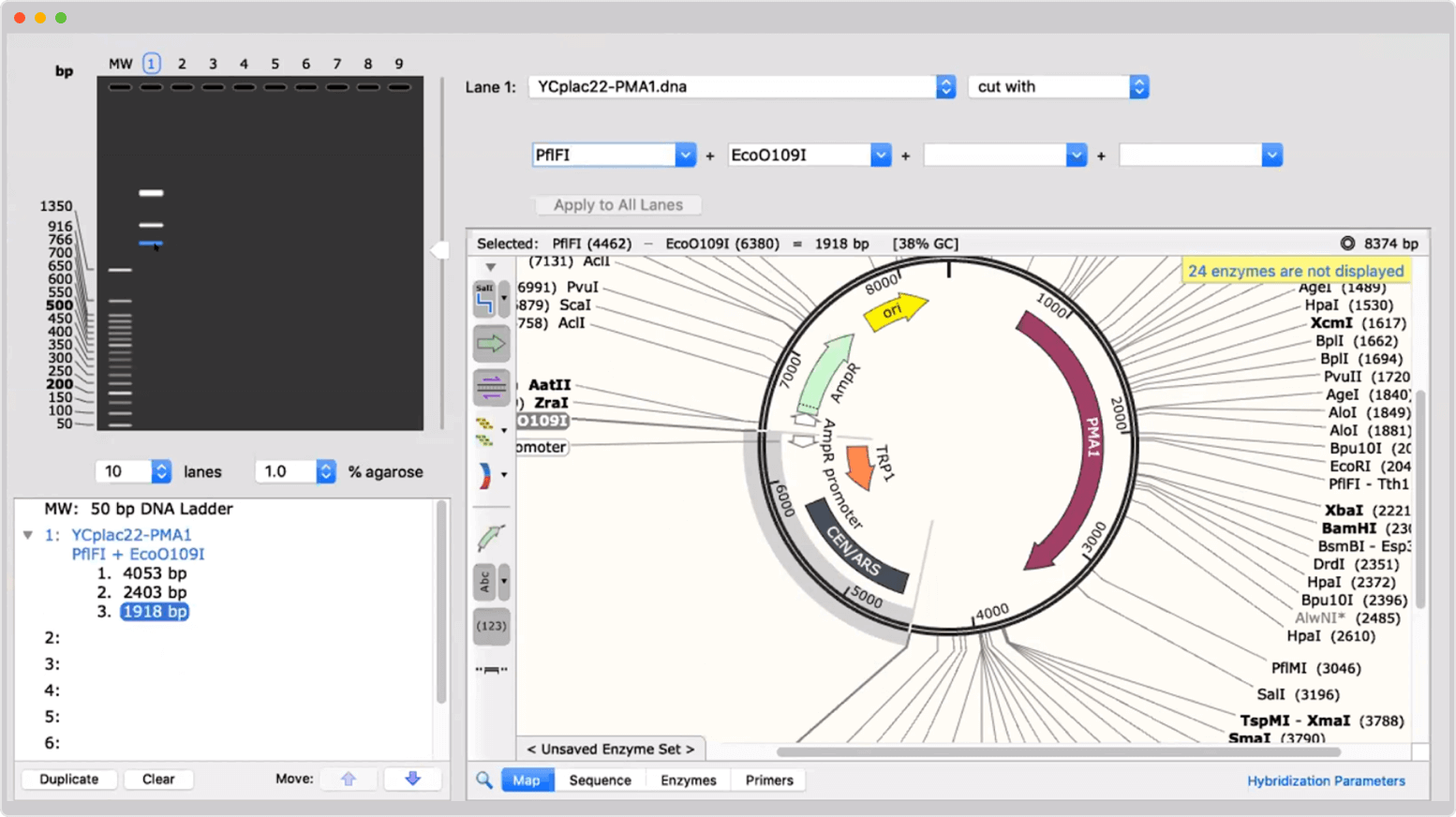 Circular Plasmid Map