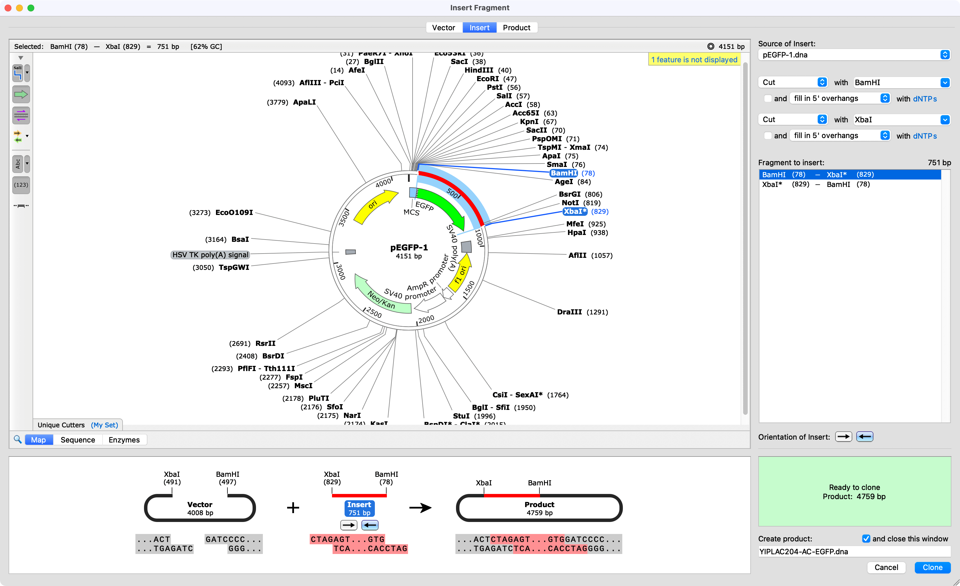 Circular Plasmid Map