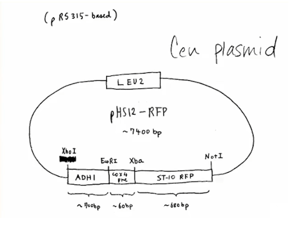 Plasmid Vector Diagram Standardized Plasmid DNA Available On Demand