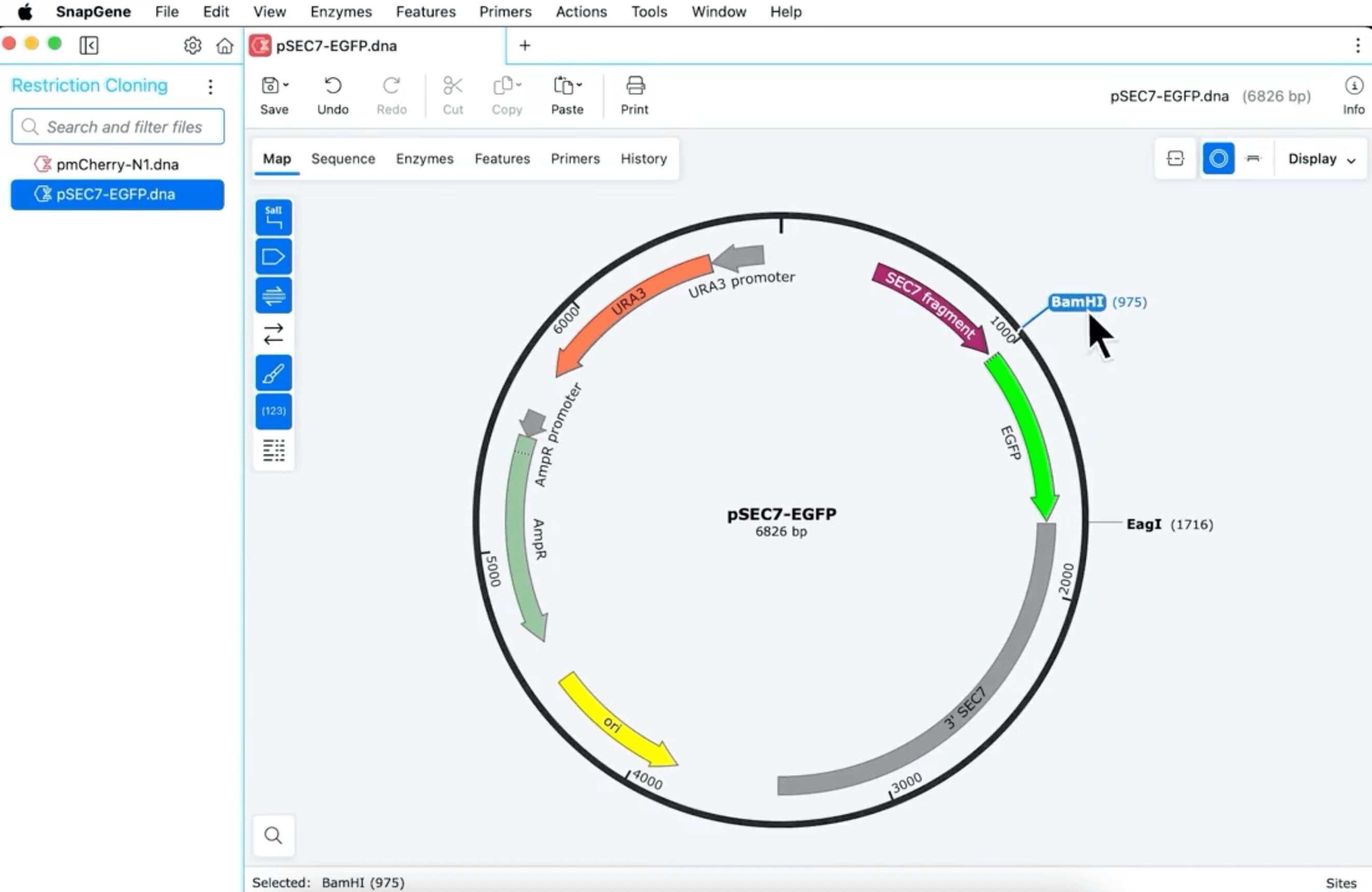 Dna Chromatogram Viewer