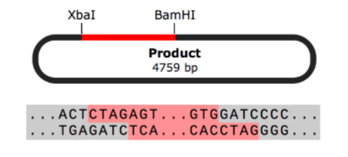 SnapGene_制限酵素クローニング
