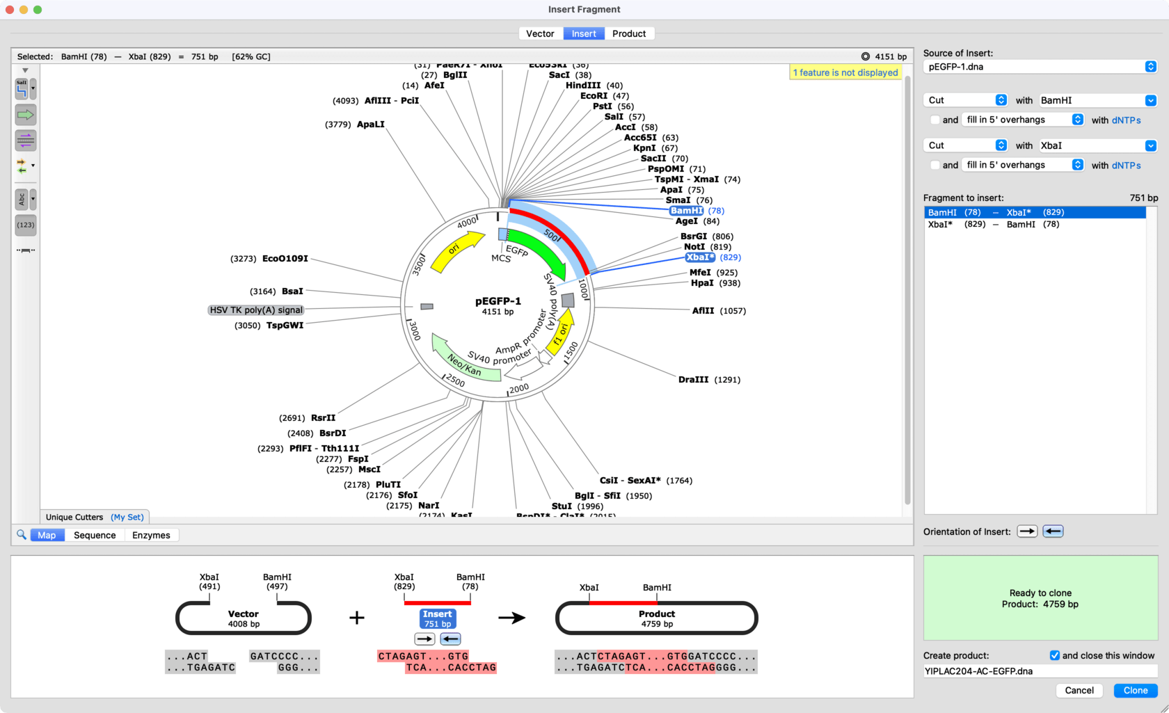 Circular Plasmid Map