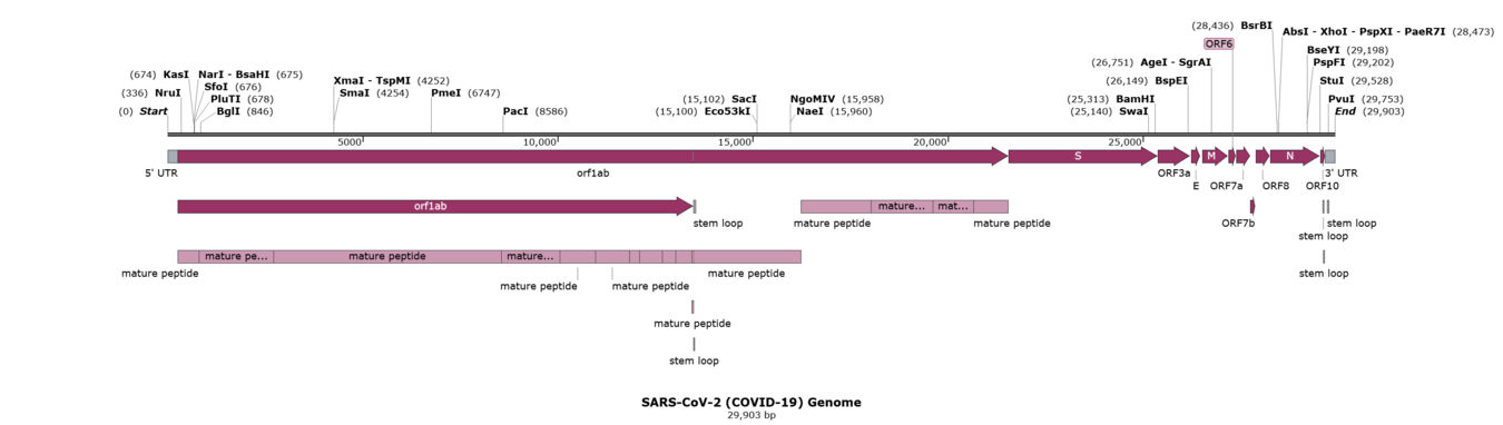 snapgene software for everyday