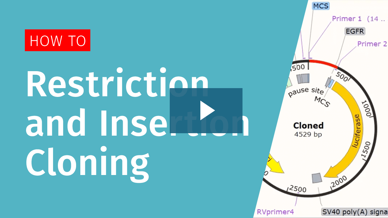 Snapgene viewer translation darelolady