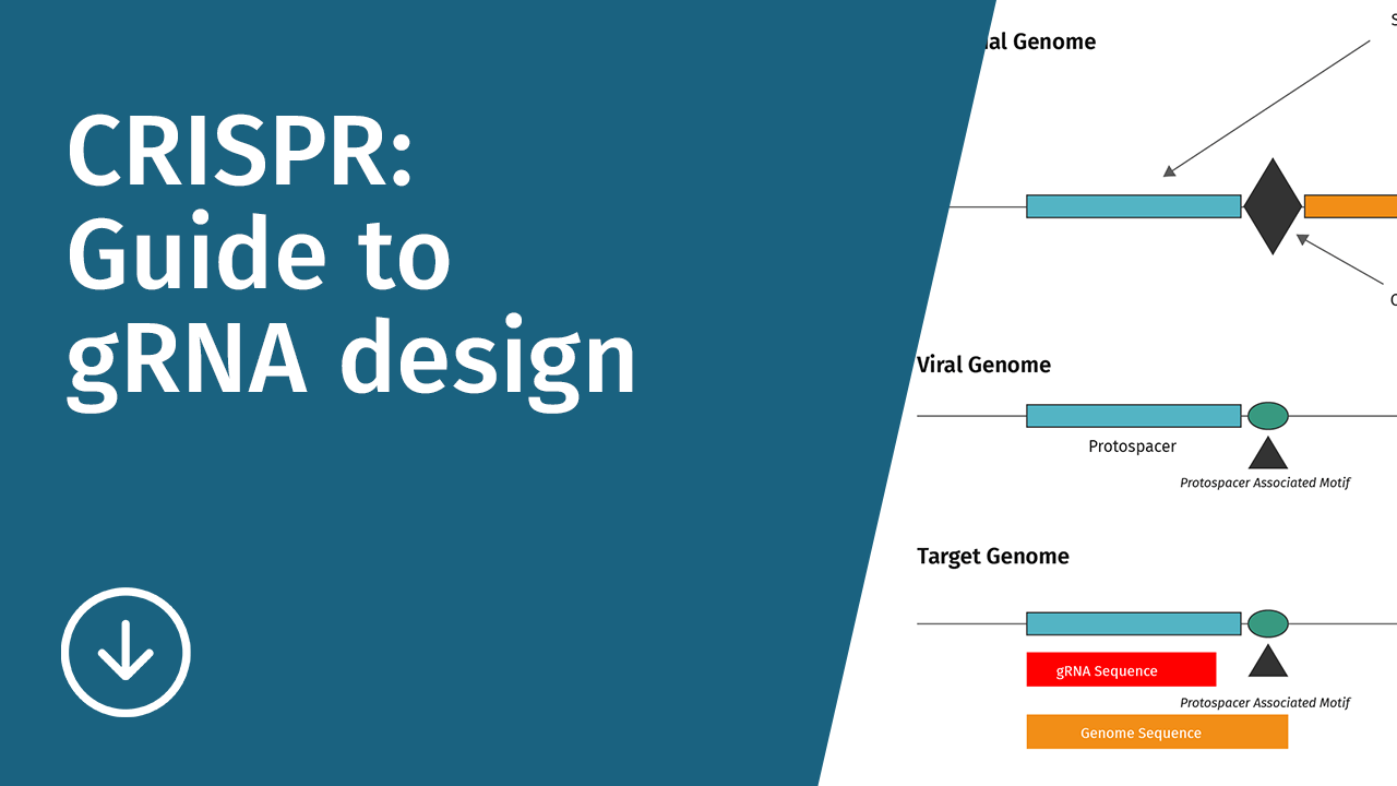 snapgene find orf snapgene find orf