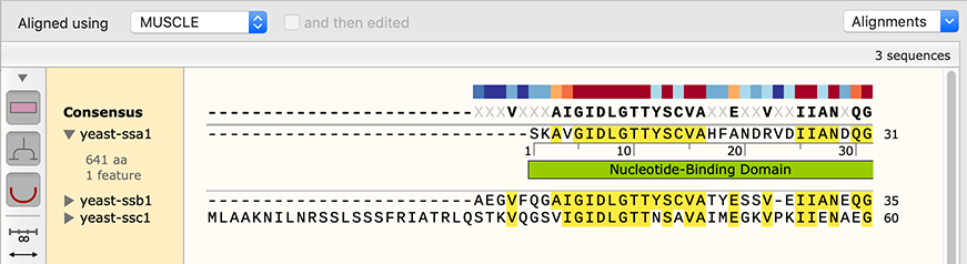 export gtf from snapgene viewer